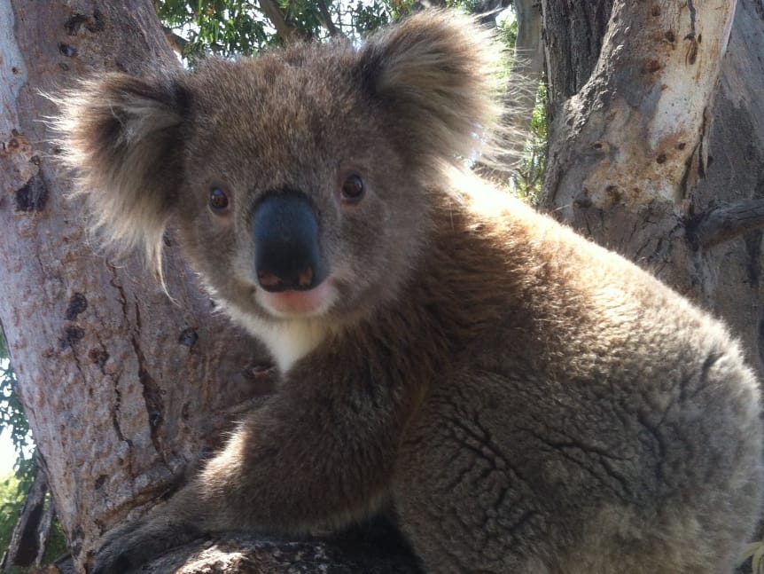 Koalas in Raymond Island