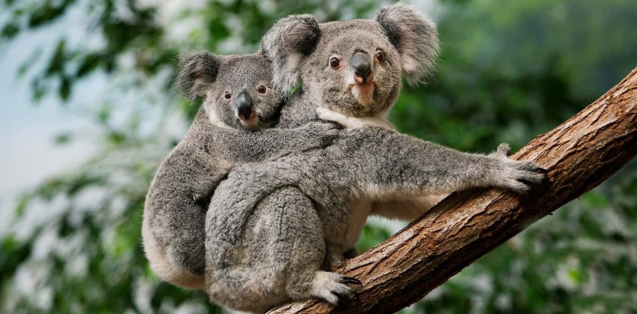 Unique Koala Experience